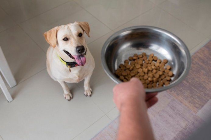 dog food (