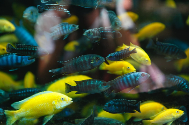 Picking The Right Fish Tank