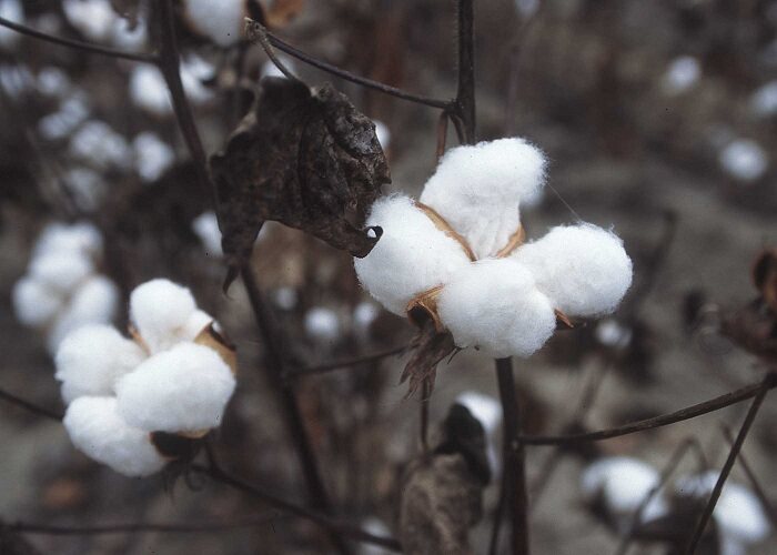 How to Maintain Your Cotton Harvesting Equipment
